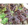 Fagus sylvatica 'Rohanii' - buk lesní
