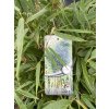 Fargesia robusta 'Formidable' - bambus