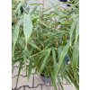Fargesia robusta 'Formidable' - bambus