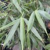Fargesia robusta 'Pingwu' - bambus