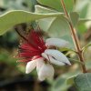Fejchoa sellowiana - fejchoa