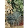 Festuca glauca 'Blaue Auslese' - kostřava sivá