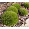 Festuca scoparia (gaulteri) 'Pic Carlit' - kostřava