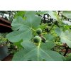 Ficus carica - fíkovník smokvoň