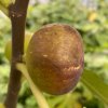 Ficus carica 'Brown Turkey' - fíkovník smokvoň