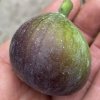 ficus Franceska