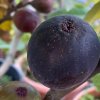 Ficus carica 'Negretto' - fíkovník severský
