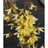 Forsythia giraldiana - zlatice Giraldova