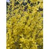 Forsythia intermedia 'Era' - zlatice prostřední