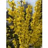 Forsythia intermedia 'Weekend' kmínek - zlatice prostřední