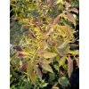 Forsythia viridissima 'Mck Citrine' - zlatice zelená