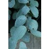Fothergilla gardenii 'Blue Mist' - fotergila Gardenova