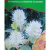Fothergilla gardenii 'Suzanne' - fotergila Gardenova