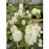 Fothergilla intermedia 'Red Licorice' - fotergila, kuska