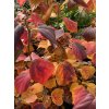 Fothergilla intermedia 'Red Licorice' - fotergila, kuska