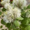 Fothergilla intermedia 'Red Licorice' - fotergila, kuska