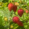 Fragaria vesca 'Baron von Solemacher' - jahodník měsíční