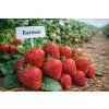 Fragaria 'Karmen1'