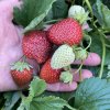 Fragaria 'Malwina' - jahodník pozdní