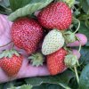 Fragaria 'Malwina' - jahodník pozdní