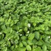 Fragaria vesca 'Rujana' - jahodník měsíční