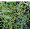 Fraxinus excelsior 'Erosa' - jasan ztepilý