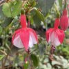 Fuchsia 'Alice Hoffman' - fuchsie