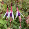 Fuchsia magellanica 'Arauco' - fuchsie zimuvzdorná