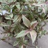 Fuchsia magellanica 'Versicolor'