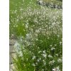 Gaura lindheimeri Whirling Butterflies