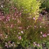 Gaura lindheimeri 'Pink Dwarf' - svíčkovec