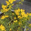 Genista pilosa 'Lemon Spreader' - kručinka