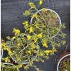 Genista pilosa 'Lemon Spreader' - kručinka