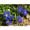 Gentiana septemfida - hořec