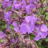 Geranium cantabrigense (x) 'Karmina' - kakost