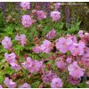 Geranium cantabrigense (x) 'Karmina' - kakost