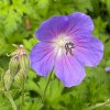 Geranium himalayense 'Baby Blue' - kakost himalájský