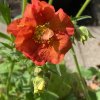 Geum 'Grande Rosso' - kulík