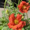 Geum 'Grande Rosso' - kulík
