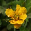 Geum chiloense 'Lady Stratheden' - kuklík