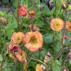 Geum 'Nonna' - kuklík