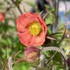 Geum rivale 'Flames of Passion' - kuklík