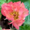 Geum 'Totally Tangerine' - kuklík