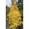 Ginkgo biloba 'Fastigiata Blagon' - jinan dvoulaločný