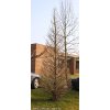 Ginkgo biloba 'Fastigiata Blagon' - jinan dvoulaločný