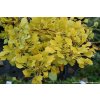 Ginkgo biloba 'Chris's Dwarf' - jinan dvoulaločný
