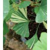 Ginkgo biloba 'Mellow Yellow' - jinan dvoulaločný