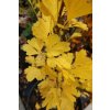 Ginkgo biloba 'Menhir' - jinan dvoulaločný
