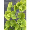 Ginkgo biloba 'Yellow Dragon' - jinan dvoulaločný