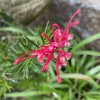 Grevillea x 'Canberra Gem' - grevilea